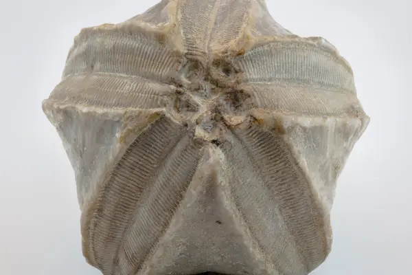 Illinois Trilobite