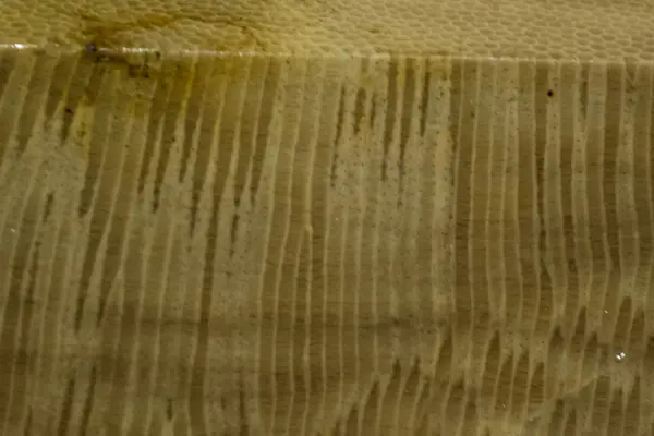Iowa Trilobite