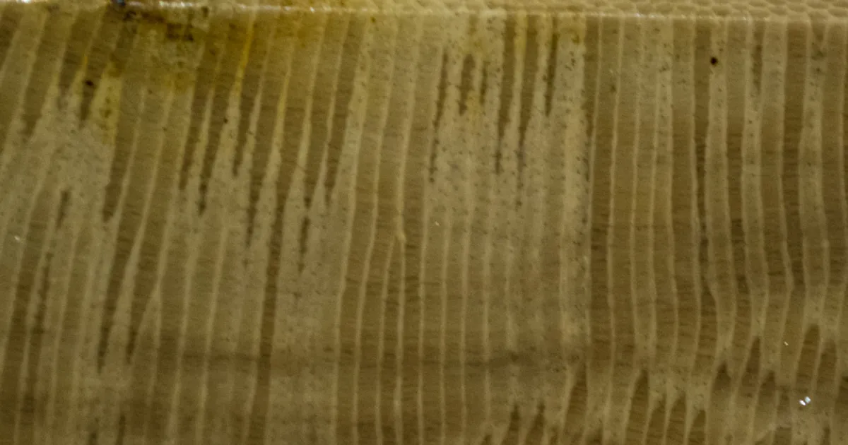 Iowa Trilobite fossil locations