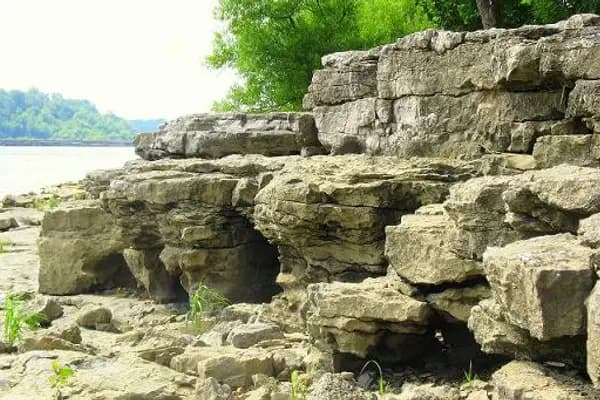 Ohio Trilobite
