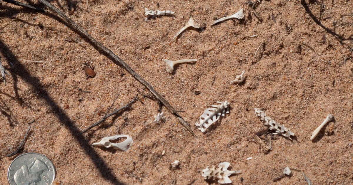 Petrified Forest National Park