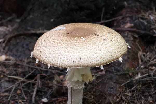 Prince (Agaricus augustus) in Oregon habitat