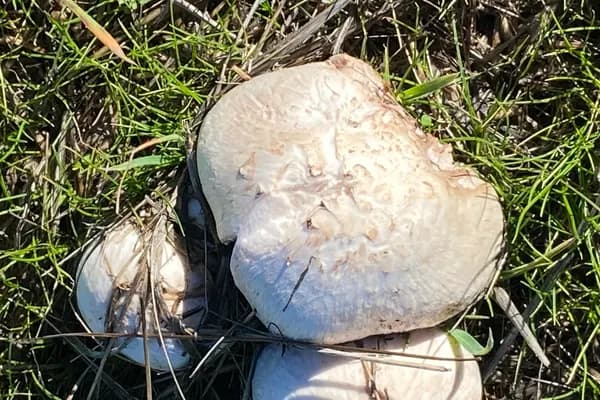 Meadow Mushroom (Agaricus campestris) in Kansas habitat