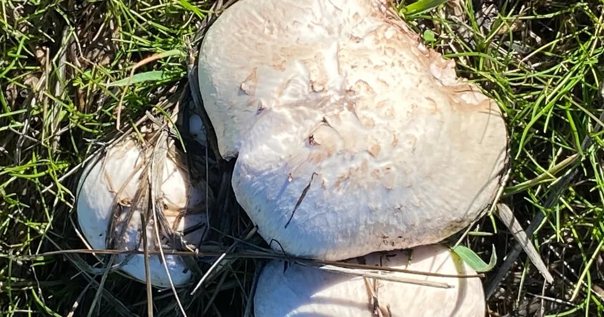 Meadow Mushroom (Agaricus campestris) in Nebraska habitat