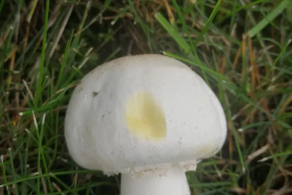 Yellow Staining Mushroom (Agaricus xanthodermus) in Florida habitat