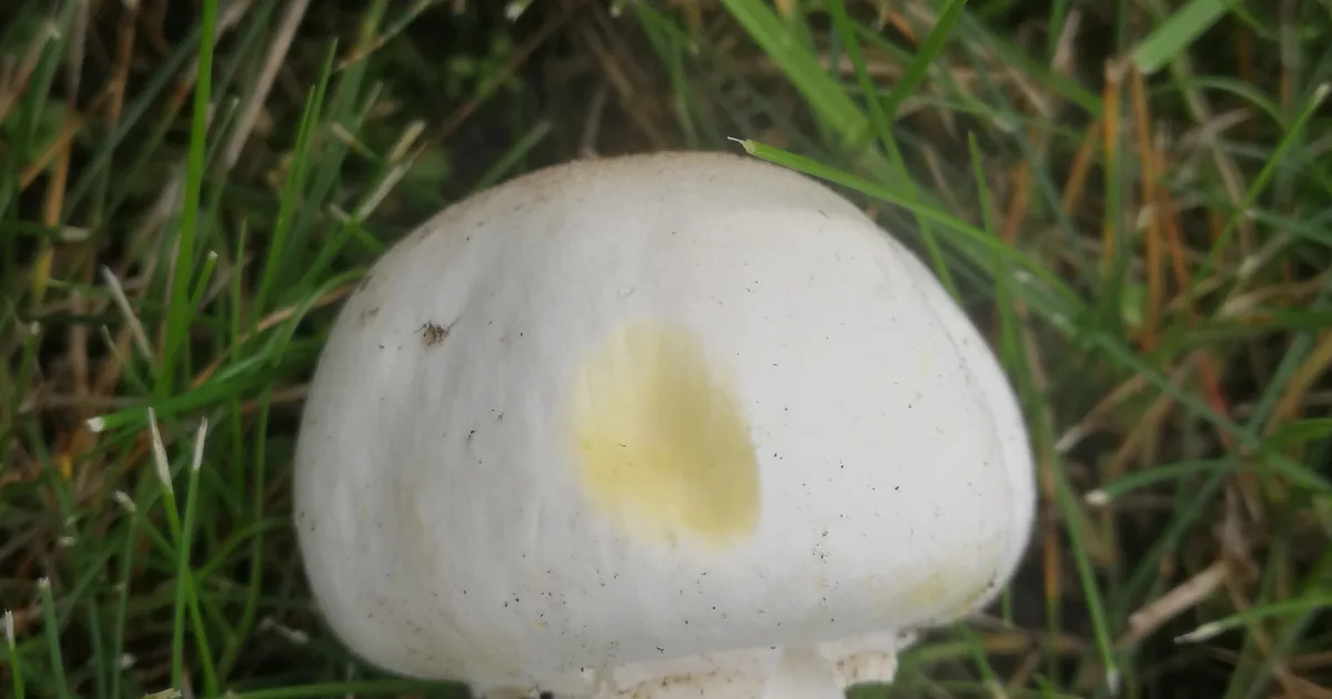 Yellow Staining Mushroom (Agaricus xanthodermus) in Texas habitat