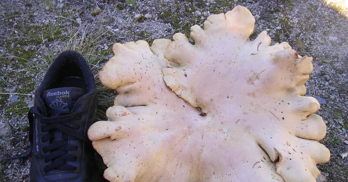 Sheep Polypore (Albatrellus ovinus) in Washington habitat