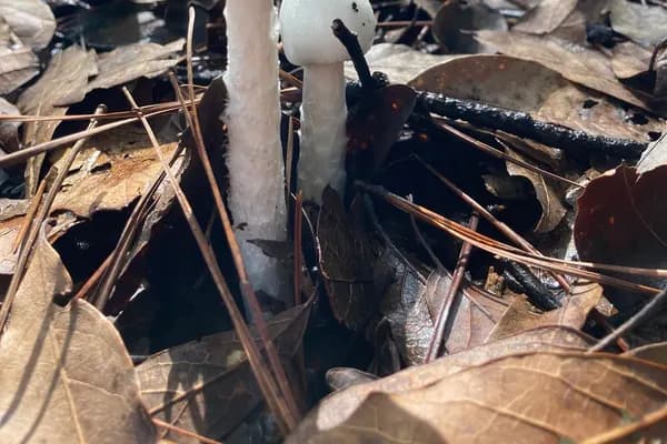 Eastern Destroying Angel (Amanita bisporigera) in Connecticut habitat