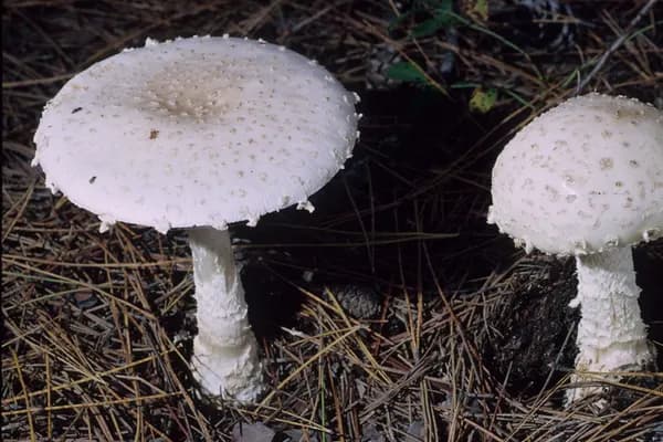 Fly Agaric (Amanita chrysoblema) in Virginia habitat