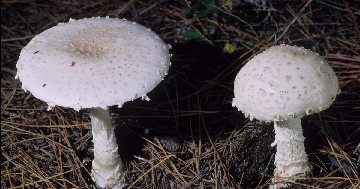 Fly Agaric (Amanita chrysoblema) in Connecticut habitat
