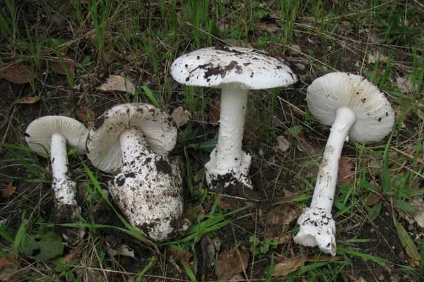 Western Destroying Angel (Amanita ocreata) in Idaho habitat