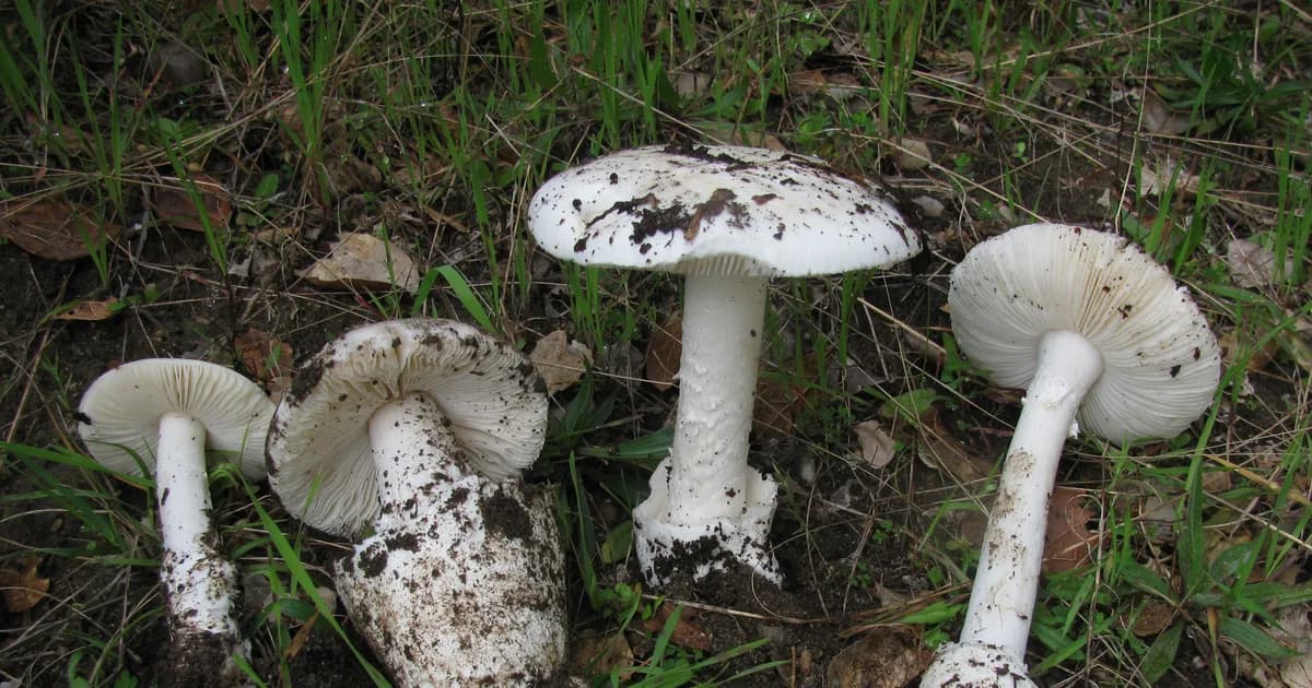 Western Destroying Angel (Amanita ocreata) in Oregon habitat
