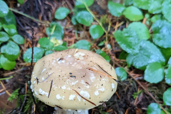 Panther Cap (Amanita pantherinoides) in Washington habitat