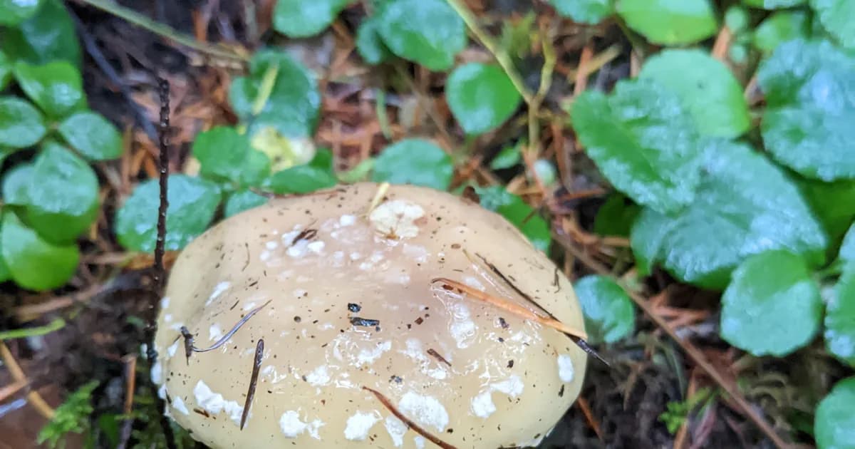 Panther Cap (Amanita pantherinoides) in Oregon habitat