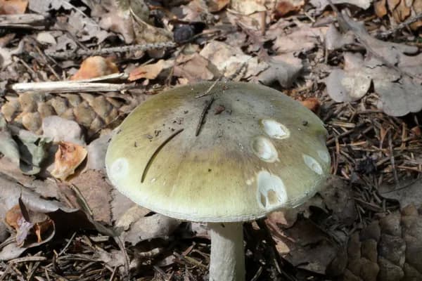 Death Cap (Amanita phalloides) in Washington habitat