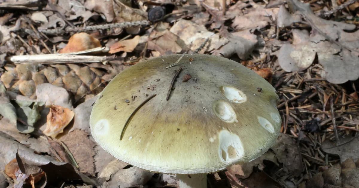 Death Cap (Amanita phalloides) in Washington habitat