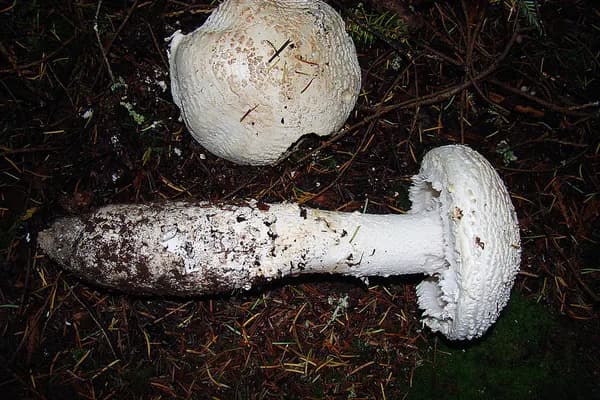Smith's Amanita (Amanita smithiana) in Montana habitat