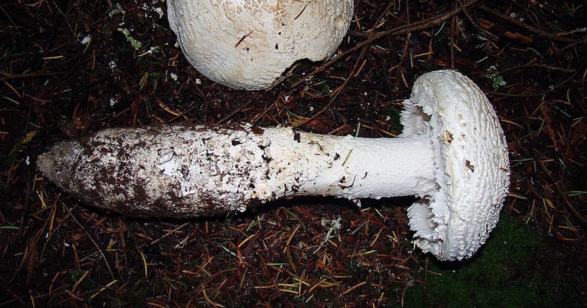 Smith's Amanita (Amanita smithiana) in Montana habitat