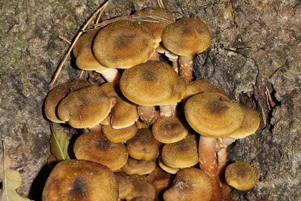 Honey Mushroom (Armillaria mellea) in Alabama habitat
