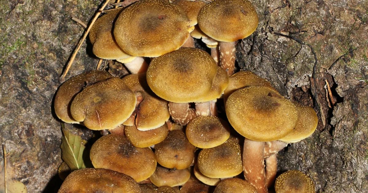 Honey Mushroom (Armillaria mellea) in Illinois habitat