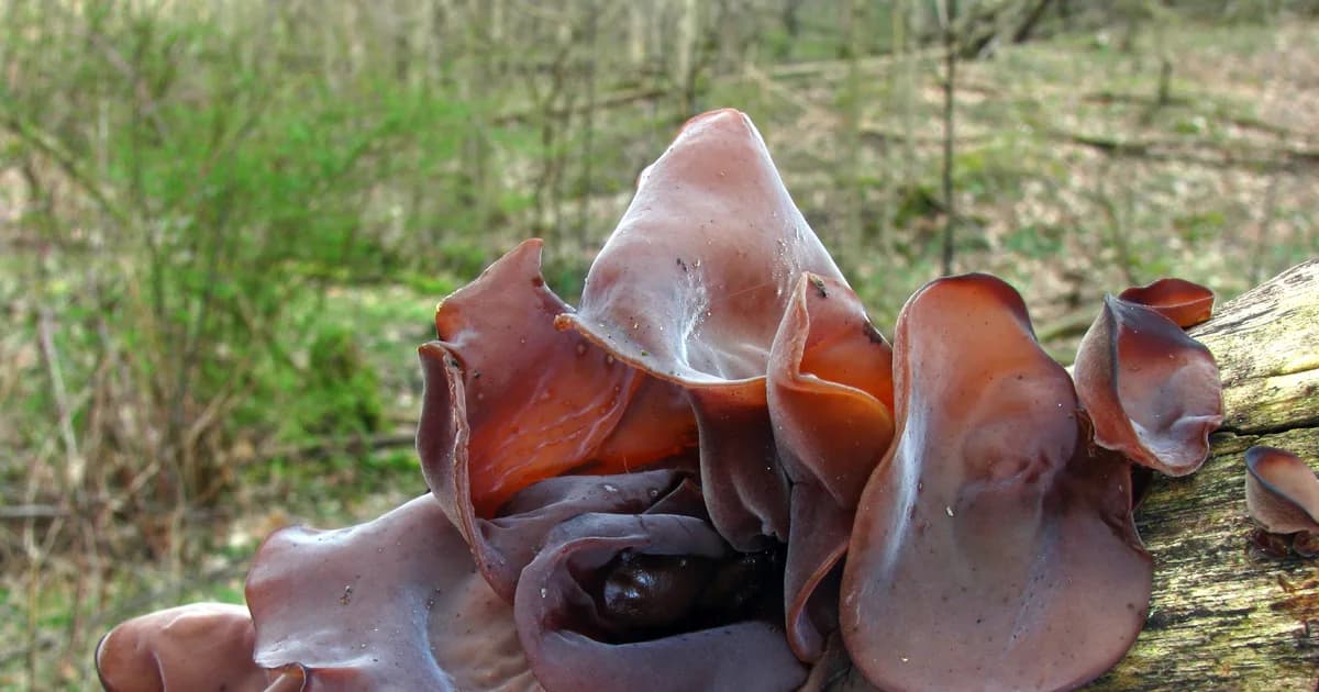 Wood Ear (Auricularia americana) in Alabama habitat