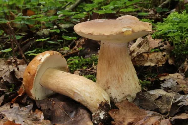 King Bolete (Boletus edulis) in Utah habitat