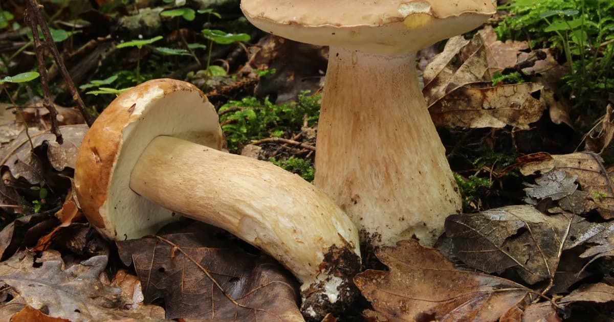 King Bolete (Boletus edulis) in Maine habitat