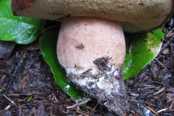 Queen Bolete (Boletus regineus) in Nevada habitat