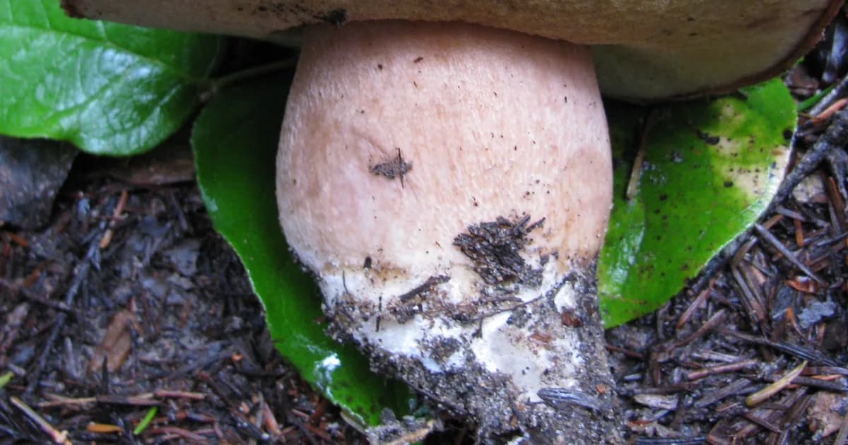 Queen Bolete (Boletus regineus) in California habitat