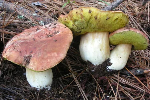 Spring King Bolete (Boletus rex-veris) in Idaho habitat