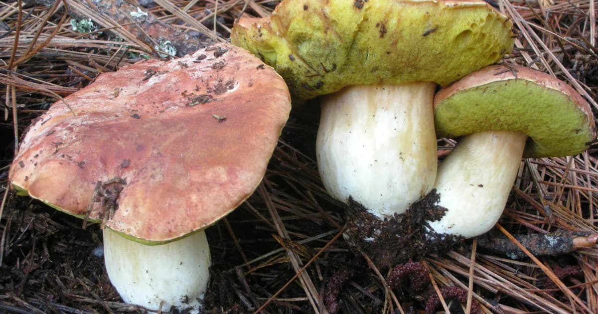 Spring King Bolete (Boletus rex-veris) in Wyoming habitat