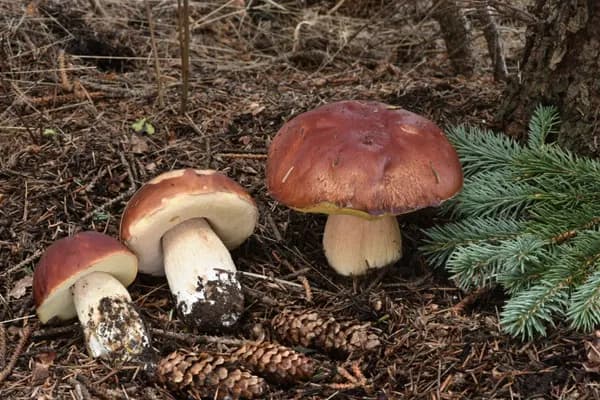 Rocky Mountain King Bolete (Boletus rubriceps) in Idaho habitat