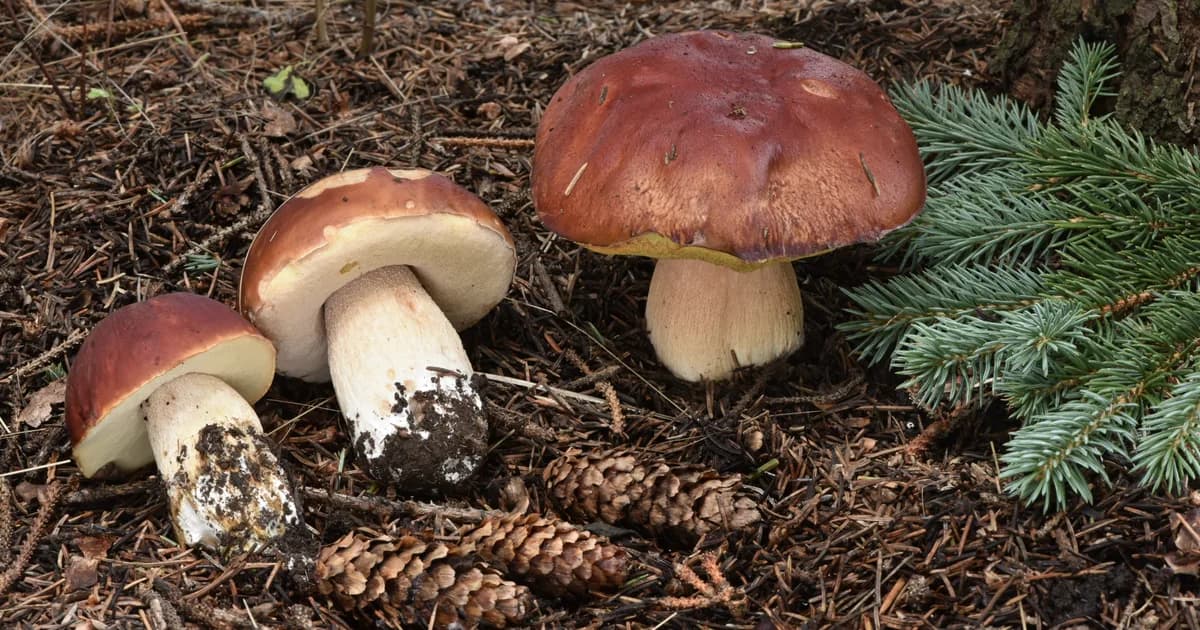 Rocky Mountain King Bolete (Boletus rubriceps) in Colorado habitat