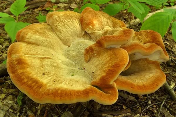 Berkeley's Polypore (Bondarzewia berkeleyi) in New Jersey habitat