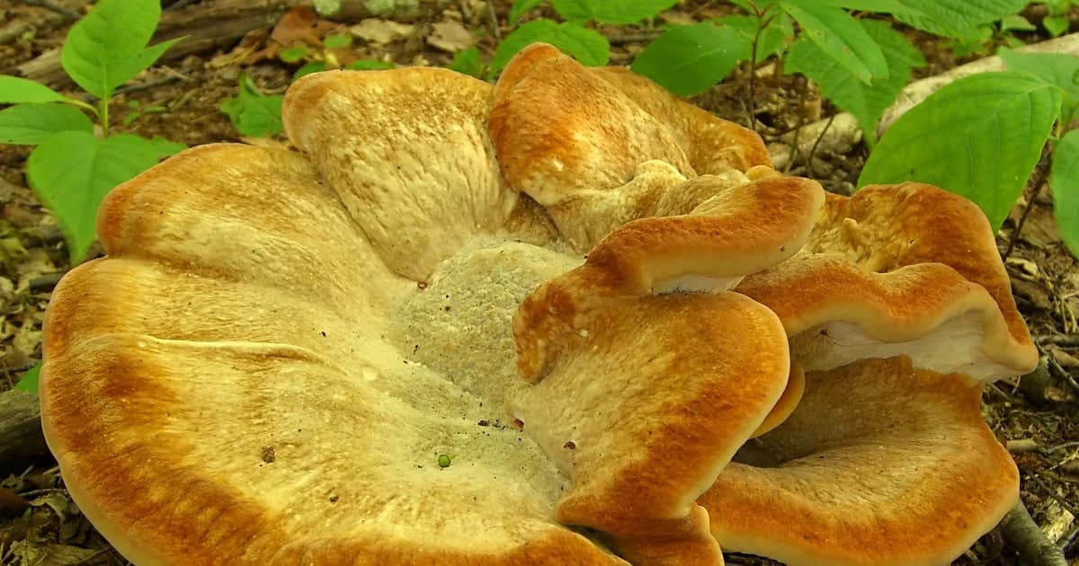 Berkeley's Polypore (Bondarzewia berkeleyi) in Alabama habitat