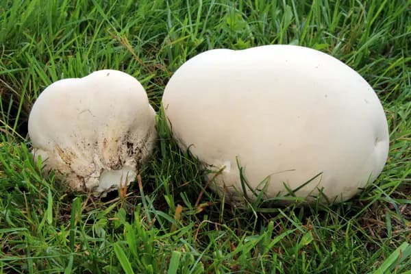Giant Puffball (Calvatia gigantea) in Pennsylvania habitat