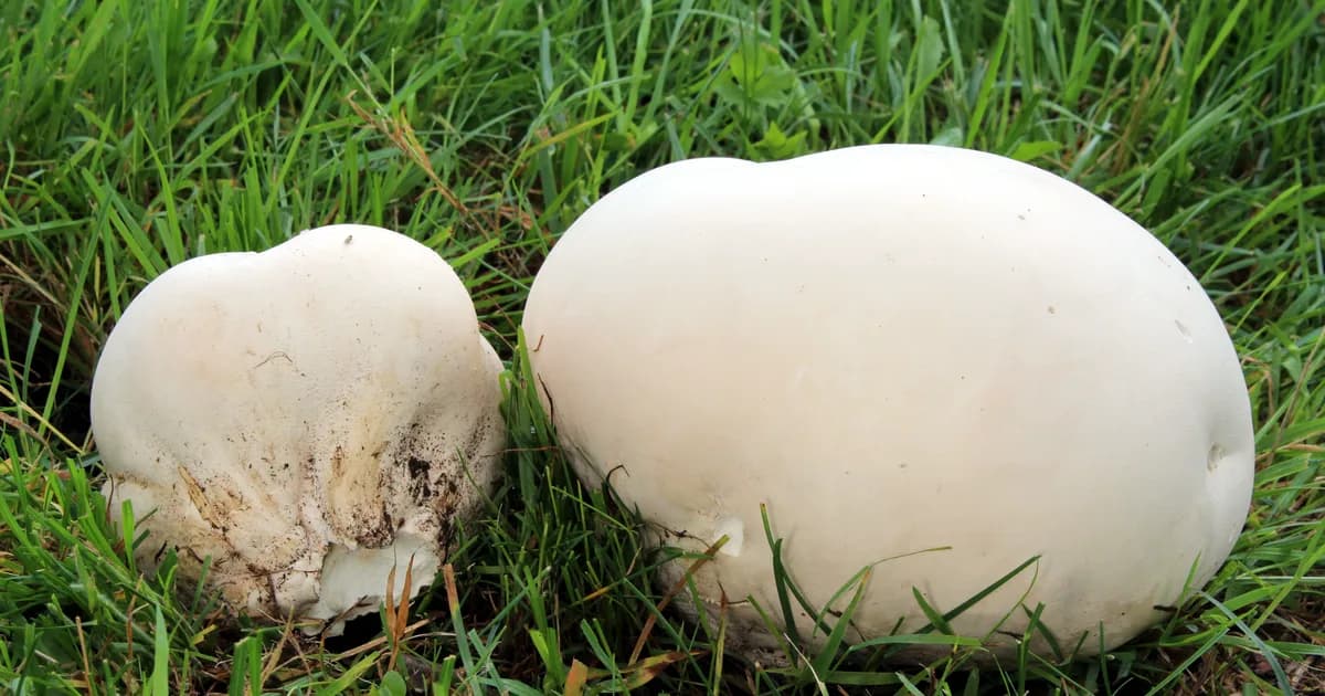 Giant Puffball (Calvatia gigantea) in Indiana habitat