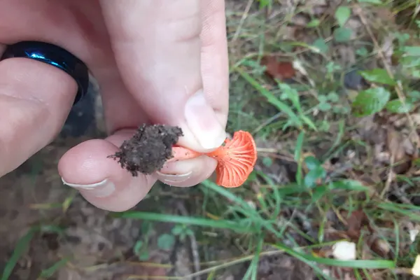Cinnabar Chanterelle (Cantharellus cinnabarinus) in New Jersey habitat