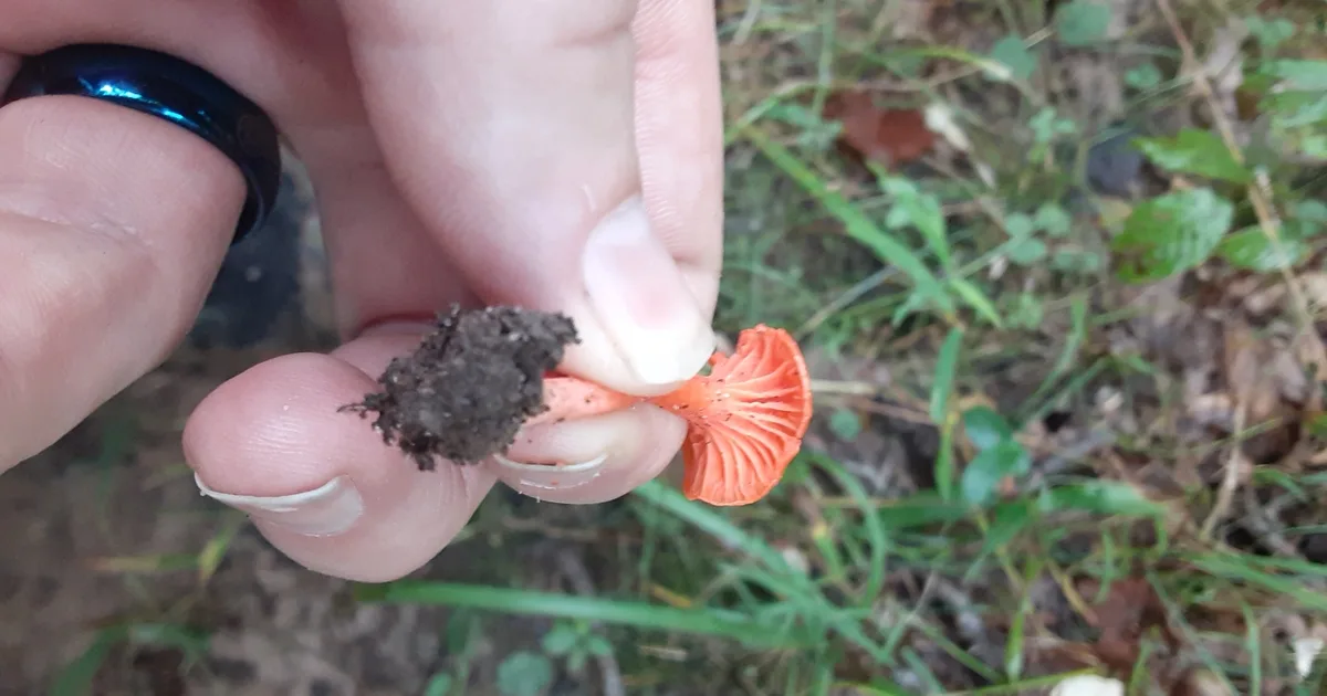 Cinnabar Chanterelle (Cantharellus cinnabarinus) in Alabama habitat