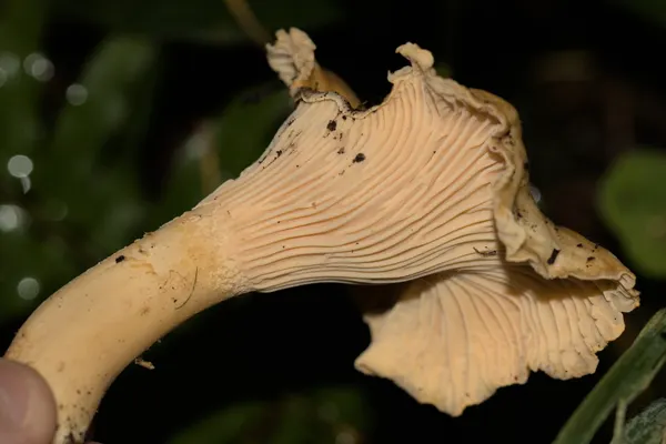Pacific Golden Chanterelle (Cantharellus formosus) in Washington habitat