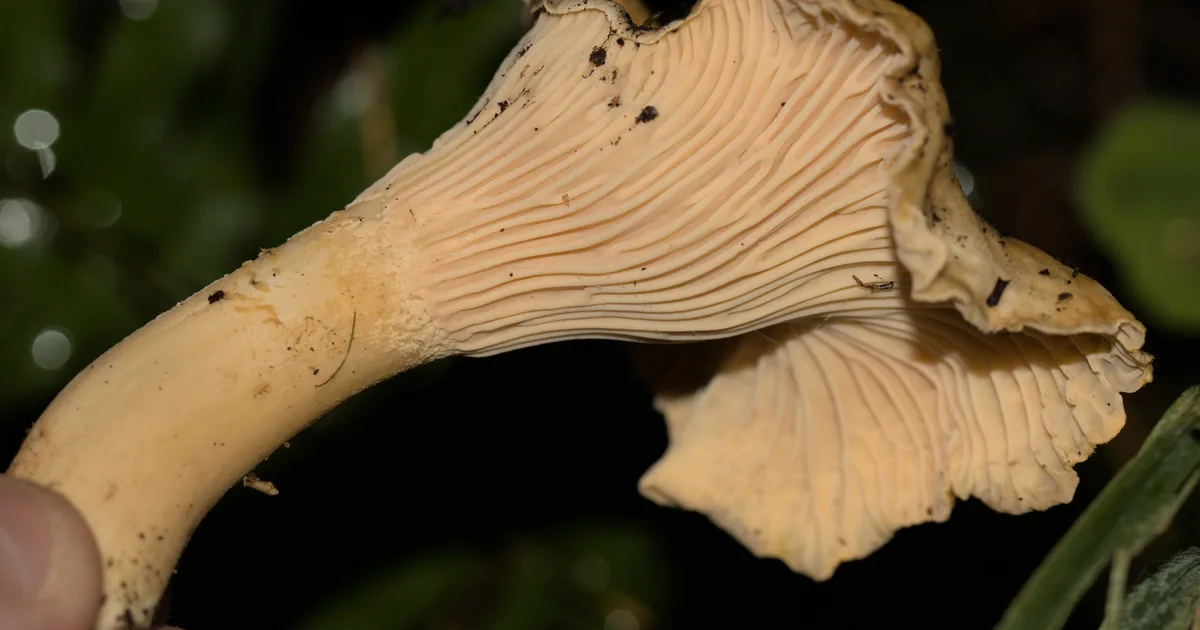 Pacific Golden Chanterelle (Cantharellus formosus) in Idaho habitat