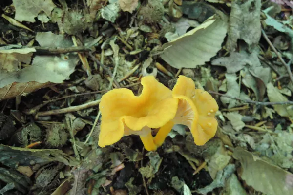 Flame Chanterelle (Cantharellus ignicolor) in New Hampshire habitat