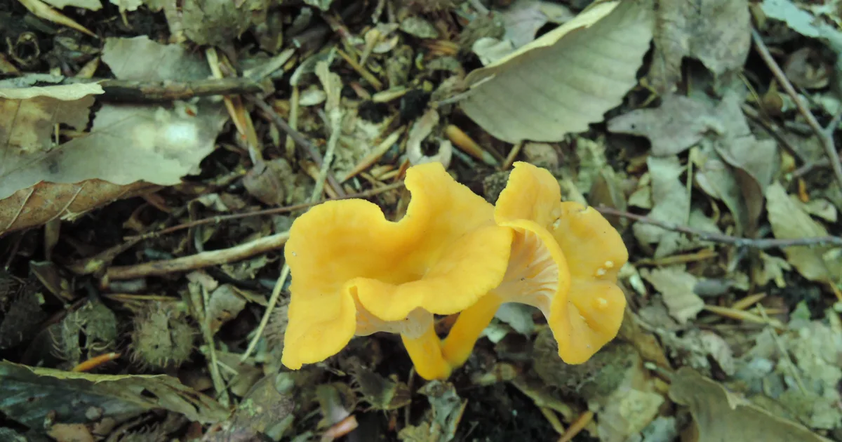 Flame Chanterelle (Cantharellus ignicolor) in Kentucky habitat