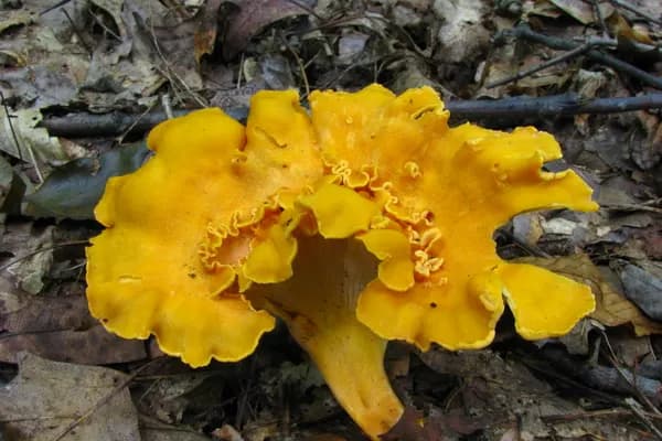 Smooth Chanterelle (Cantharellus lateritius) in Alabama habitat