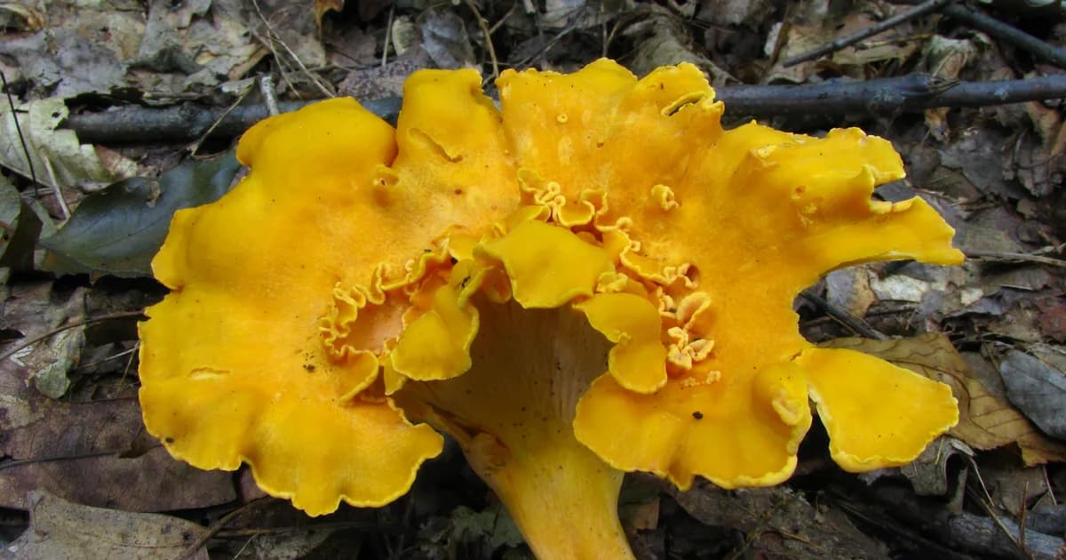 Smooth Chanterelle (Cantharellus lateritius) in Alabama habitat