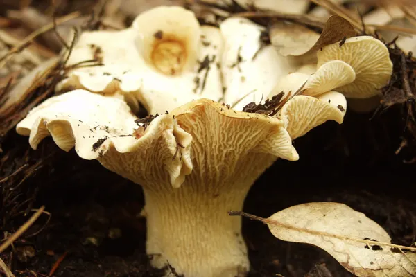 White Chanterelle (Cantharellus subalbidus) in Washington habitat