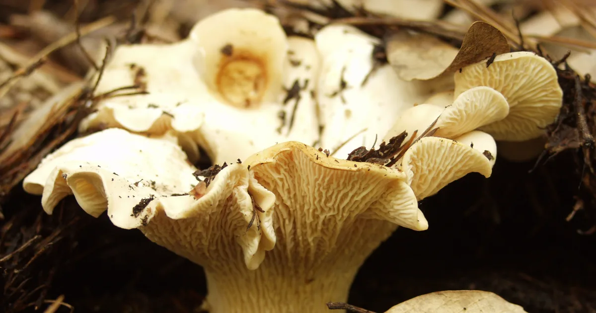 White Chanterelle (Cantharellus subalbidus) in Washington habitat