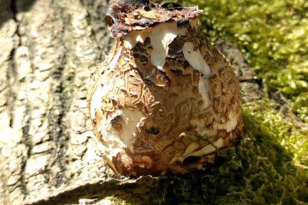 Dryad's Saddle (Cerioporus squamosus) in Illinois habitat