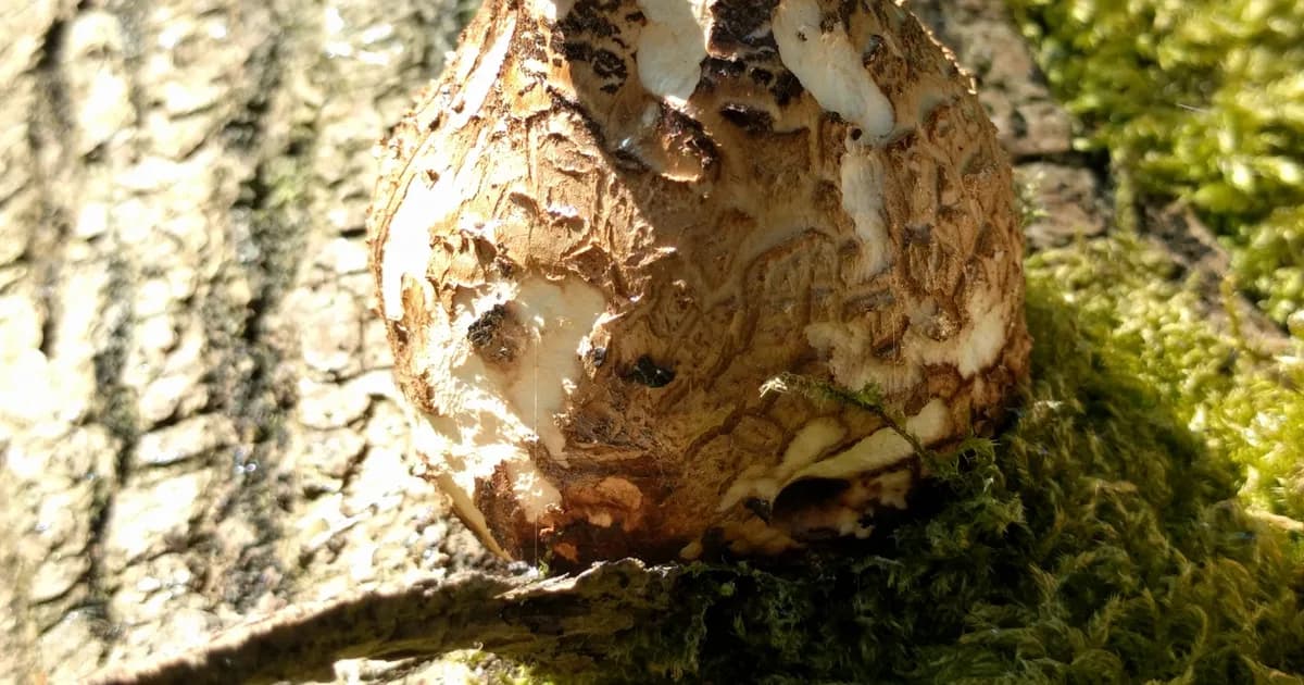 Dryad's Saddle (Cerioporus squamosus) in Iowa habitat