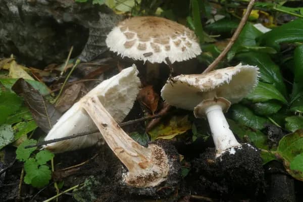 False Parasol (Chlorophyllum brunneum) in Pennsylvania habitat
